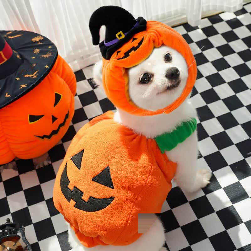 Halloween Pet Dog Cat Costume